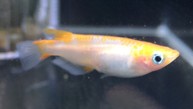 透明鱗紅白 白朱赤透明鱗メダカ メダカ専門店 めだか屋ごっこ 透明鱗紅白 白朱赤透明鱗メダカ メダカ専門店 めだか屋ごっこ