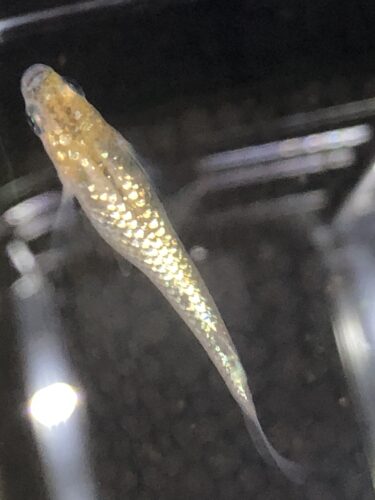 メダカ飼育の適温と水温管理方法