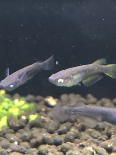 メダカに必要な飼育用品