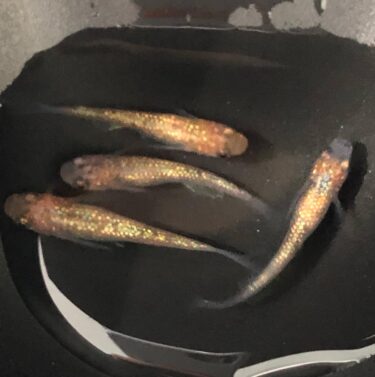 メダカの名前：楽しみながら理解する