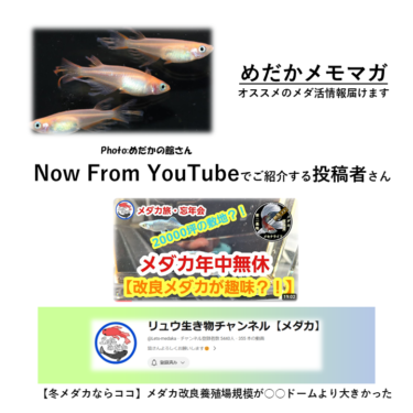 めだかメモマガ（MMM:No.15）