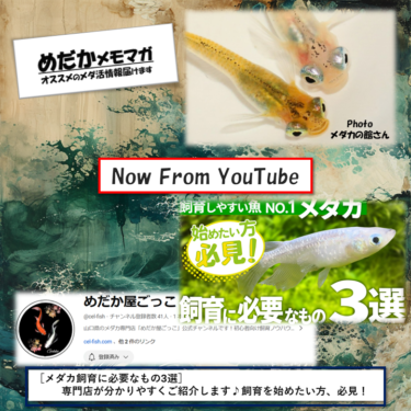 めだかメモマガ（MMM:No.21）